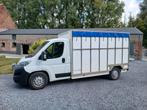 Veewagen, Auto's, Voorwielaandrijving, Euro 6, Citroën, Wit