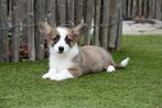 Prachtige Welsh corgi cardigan pups, Dieren en Toebehoren, België, Overige rassen, CDV (hondenziekte), 8 tot 15 weken
