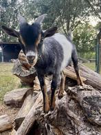 Dwerggeit bokje, Dieren en Toebehoren, Schapen, Geiten en Varkens, Mannelijk, Geit, 0 tot 2 jaar