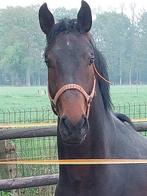 Springpaarden, Dieren en Toebehoren, Paarden