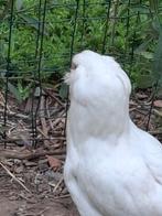 Coq araucana (te ruilen), Dieren en Toebehoren, Pluimvee
