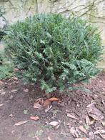 Taxus, Tuin en Terras, Ophalen