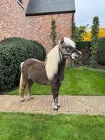 Amerikaanse miniatuurpaarden, Dieren en Toebehoren, Pony's, Gechipt