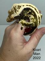 Wimpergekko man, Dieren en Toebehoren, Reptielen en Amfibieën