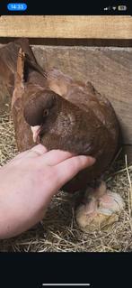 Losse bruine sier duiven, Plusieurs animaux, Autres espèces