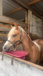 Welsh pony, Dieren en Toebehoren, Pony's, Merrie, B, 0 tot 2 jaar, B pony (1.17m tot 1.27m)