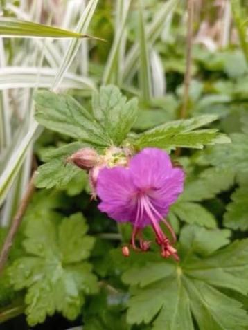 Geranium macrorrhizum, bodembedekker, 6 potjes voor 5 euro  beschikbaar voor biedingen
