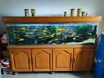 Vend poissons, Animaux & Accessoires