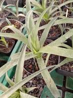 agave bracteosa, Ophalen