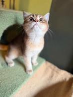 Kittens British korthaar golden black, Dieren en Toebehoren, Katten en Kittens | Raskatten | Korthaar, Kater, Gechipt, 0 tot 2 jaar
