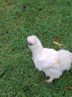 3 jonge zijdehoen hennetjes, Dieren en Toebehoren, Pluimvee, Vrouwelijk, Kip