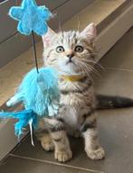 Kittens brits korthaar, Dieren en Toebehoren, Katten en Kittens | Raskatten | Korthaar, Meerdere dieren, Gechipt, 0 tot 2 jaar