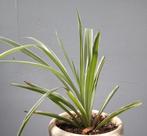 Plantje, Jardin & Terrasse, Enlèvement