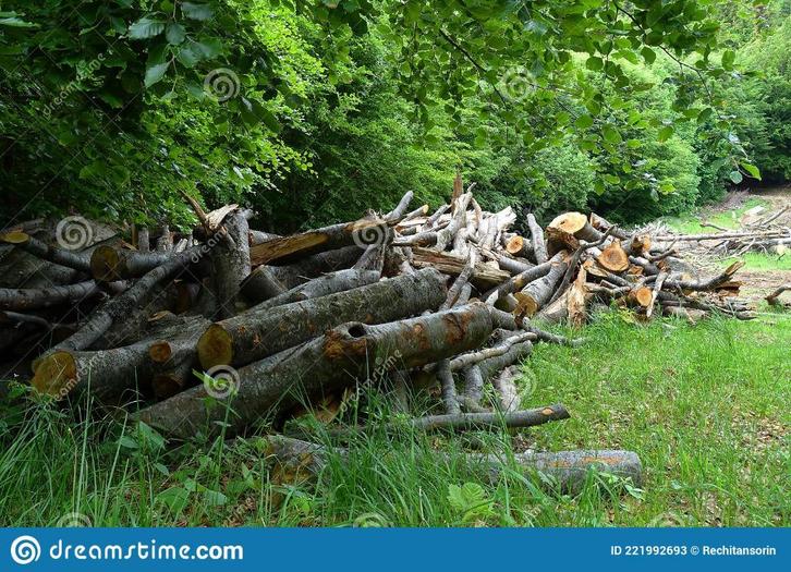 ik kom gratis je boom afzagen, Tuin en Terras, Planten | Bomen, Ophalen
