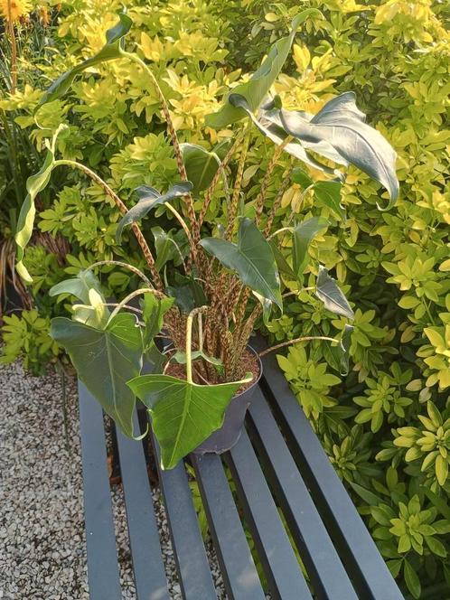 Mooi Olifantsoor, Huis en Inrichting, Kamerplanten, Ophalen