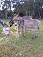 Ezel hengste, Dieren en Toebehoren, Pony's, Niet van toepassing, Hengst, A pony (tot 1.17m), Gechipt