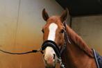 7 jarige ruin, Dieren en Toebehoren, Paarden, Gechipt, Ruin, 7 tot 10 jaar, Recreatiepaard