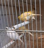 4jonge kanaries uitgevlogen half mei 2025 3gekuift 1gladkop, Dieren en Toebehoren, Vogels | Overige Vogels