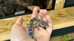 Luipaardgekko - black knight 0.1, Dieren en Toebehoren, Hagedis, Tam, 0 tot 2 jaar