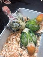 Babys roseicolli, Dieren en Toebehoren