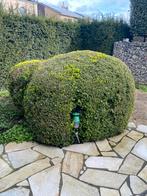 Buxus 10 jaar, Tuin en Terras, Buxus, Struik, Ophalen, 100 tot 250 cm