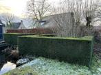 Taxus struiken, Tuin en Terras, Ophalen, Taxus, Struik, 100 tot 250 cm