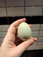 Coqs du poule à oeufs vert, Animaux & Accessoires