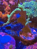 Montipora appleberry, Dieren en Toebehoren, Vissen | Aquariumvissen
