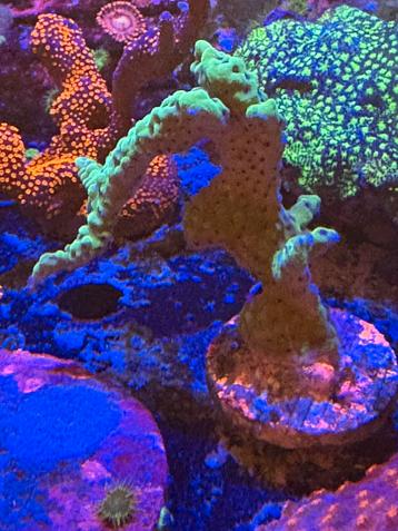 Montipora appleberry beschikbaar voor biedingen