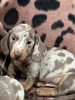teckel pups,reu,dwerg,merle, België, Reu, 8 tot 15 weken, Korthaar
