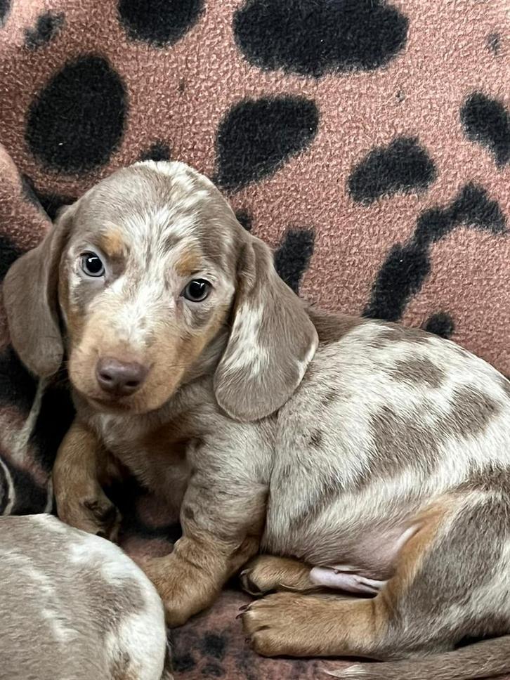 teckel pups,reu,dwerg,merle, Dieren en Toebehoren, Honden | Teckels en Dashonden, Reu, Korthaar, Dwerg, Fokker | Professioneel