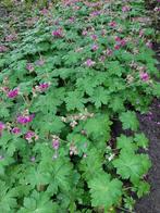 PLANT NU sterke bodembedekker geranium macrorrhizum, Printemps, Enlèvement, Couvre-sol, Plante fixe