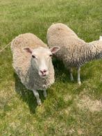 Mouton femelle à vendre, Mouton, Femelle, 3 à 5 ans