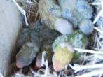 dwergpapegaaitjes, Dieren en Toebehoren, Vogels | Parkieten en Papegaaien, Geslacht onbekend, Dwergpapegaai of Agapornis, Geringd