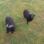 Ouessant ramlam, Dieren en Toebehoren