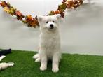 Samojeed pup, België, Keeshond, 8 tot 15 weken, Eén hond