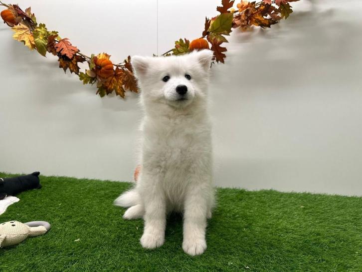 Samojeed pup, Dieren en Toebehoren, Honden | Poolhonden, Keeshonden en Oertypen, Teef, Keeshond, Fokker | Professioneel, Eén hond