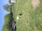 Franse texel met boklam, Meerdere dieren, Schaap