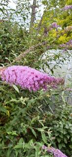 Buddleja davidii/ vlinderstruik/ arbre papillons, Tuin en Terras, Ophalen, Zomer, Volle zon