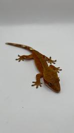 Gecko a crete femelle, Dieren en Toebehoren, Reptielen en Amfibieën