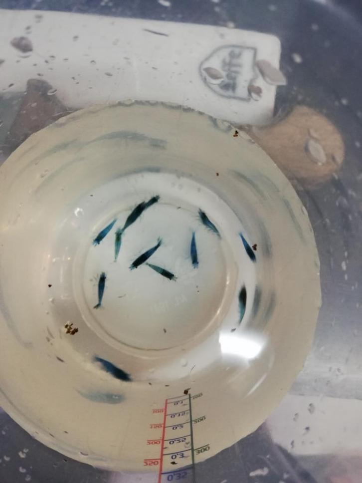 Lichtblauwe, blue diamond, garnalen, Dieren en Toebehoren, Vissen | Aquariumvissen, Zoetwatervis, Kreeft, Krab of Garnaal, Schoolvis