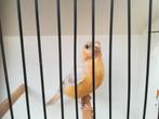 Bruipastel gele man gezocht, Dieren en Toebehoren