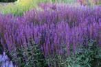 Salvia carradonna, Ophalen, Vaste plant
