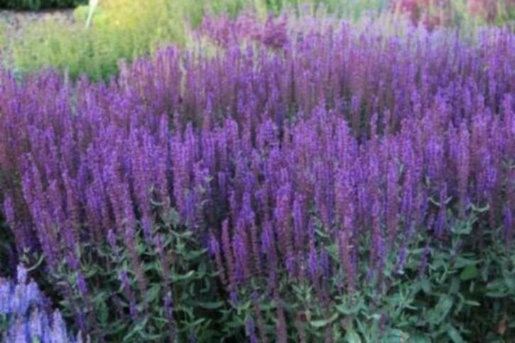 Salvia carradonna, Tuin en Terras, Planten | Tuinplanten, Vaste plant, Ophalen