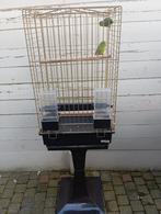 Te koop 1 koppel vogels compleet met kooi, Ophalen of Verzenden, Zo goed als nieuw