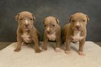 Prachtige Amerikaanse Stafford pups, Dieren en Toebehoren, België, CDV (hondenziekte), 8 tot 15 weken, American Staffordshire Terriër