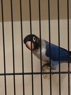 personata Dblauw violet, Geslacht onbekend, Dwergpapegaai of Agapornis, Geringd