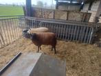 Texel ooien, Dieren en Toebehoren, Schapen, Geiten en Varkens