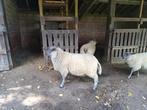 Bleu du Maine lammeren te koop, Mannelijk, Schaap, 0 tot 2 jaar