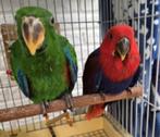edelpapegaai, Dieren en Toebehoren, Vogels | Parkieten en Papegaaien